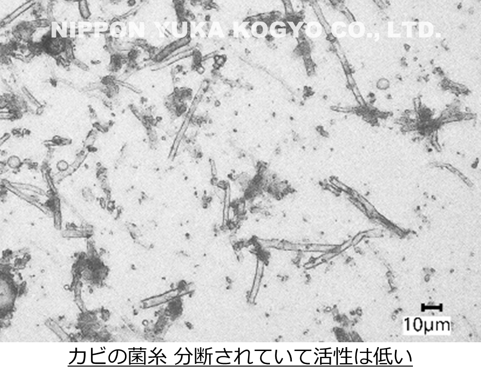 カビの菌糸 分断されていて活性は低い