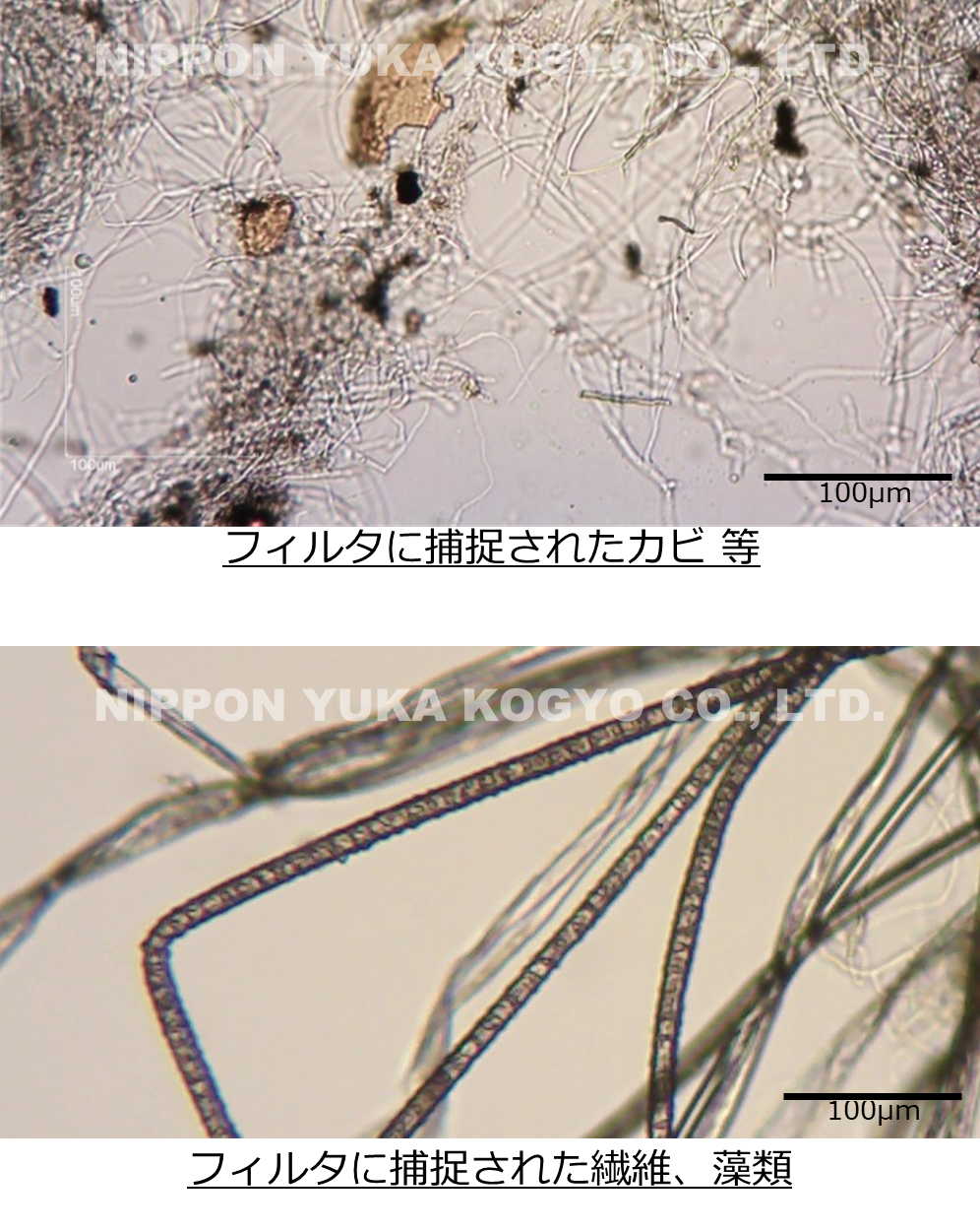 フィルタに捕捉されたカビ 等と繊維、藻類